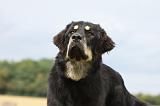 DOGUE DU TIBET 060